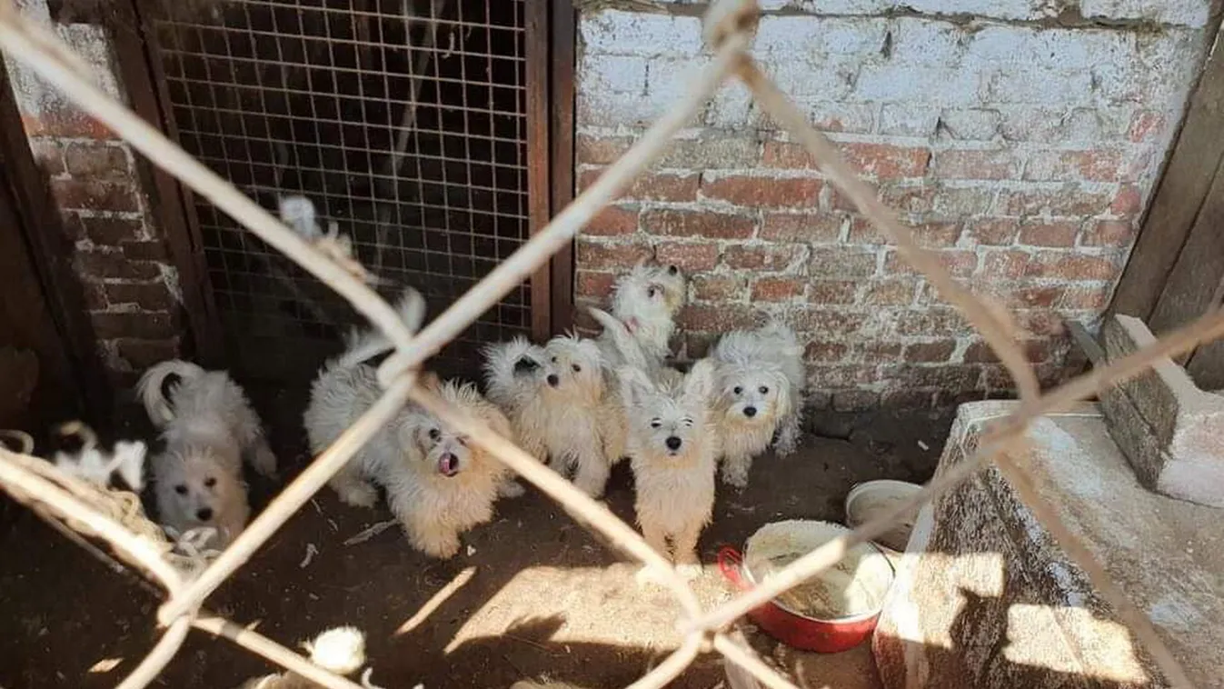 Kegyetlenség: 148 kutyát hallgattatott el a karcagi állatkínzó - fotók