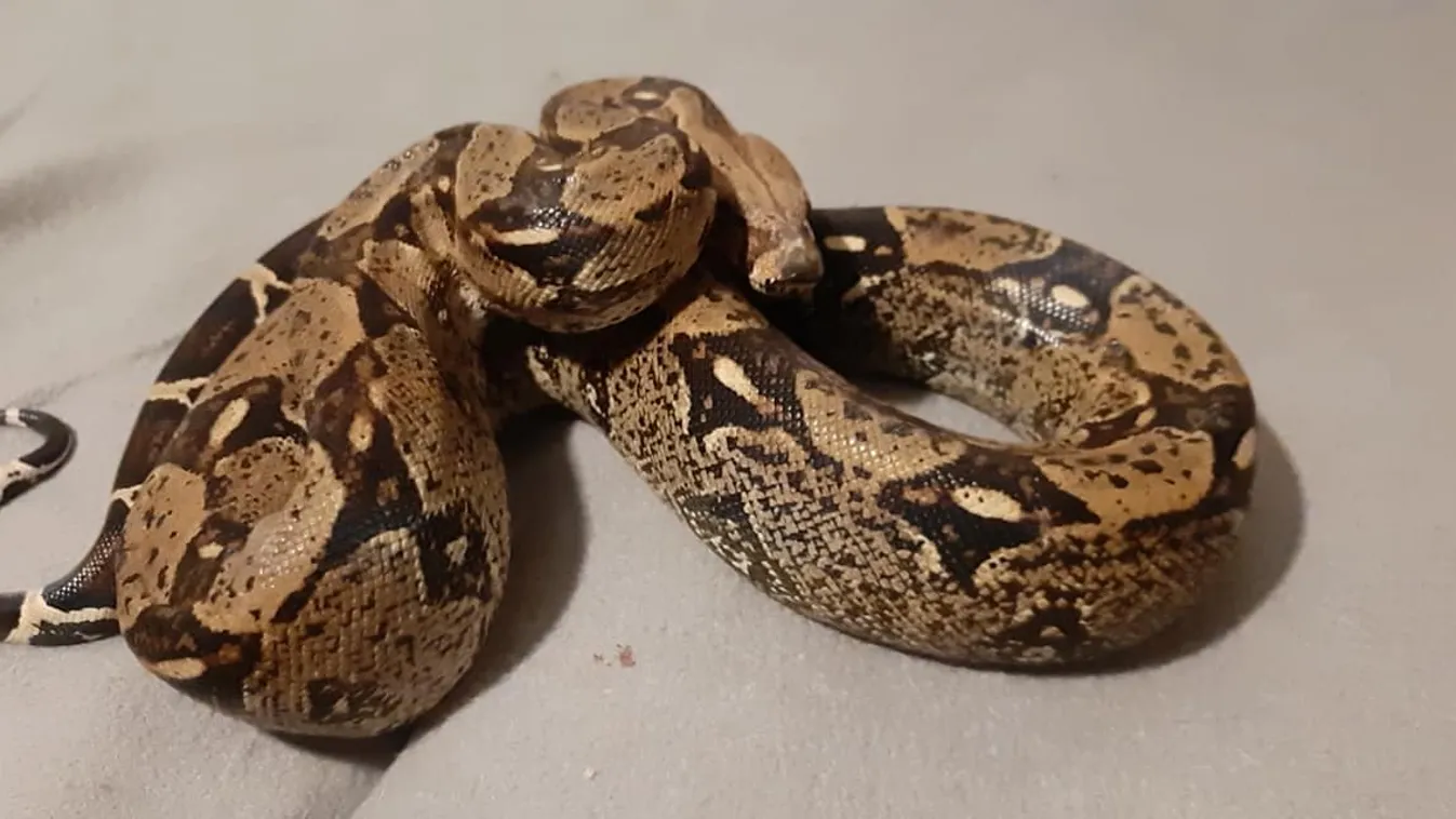 Te jó ég! Boa rémisztette halálra a dunaharasztiakat - fotók