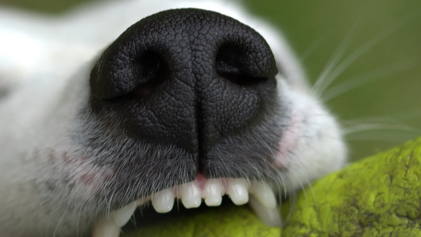 Sokkoló jelenetek a bevásárlóközpontban: 4 éves kisgyereket marcangolt és rángatott végig a földön egy kutya
