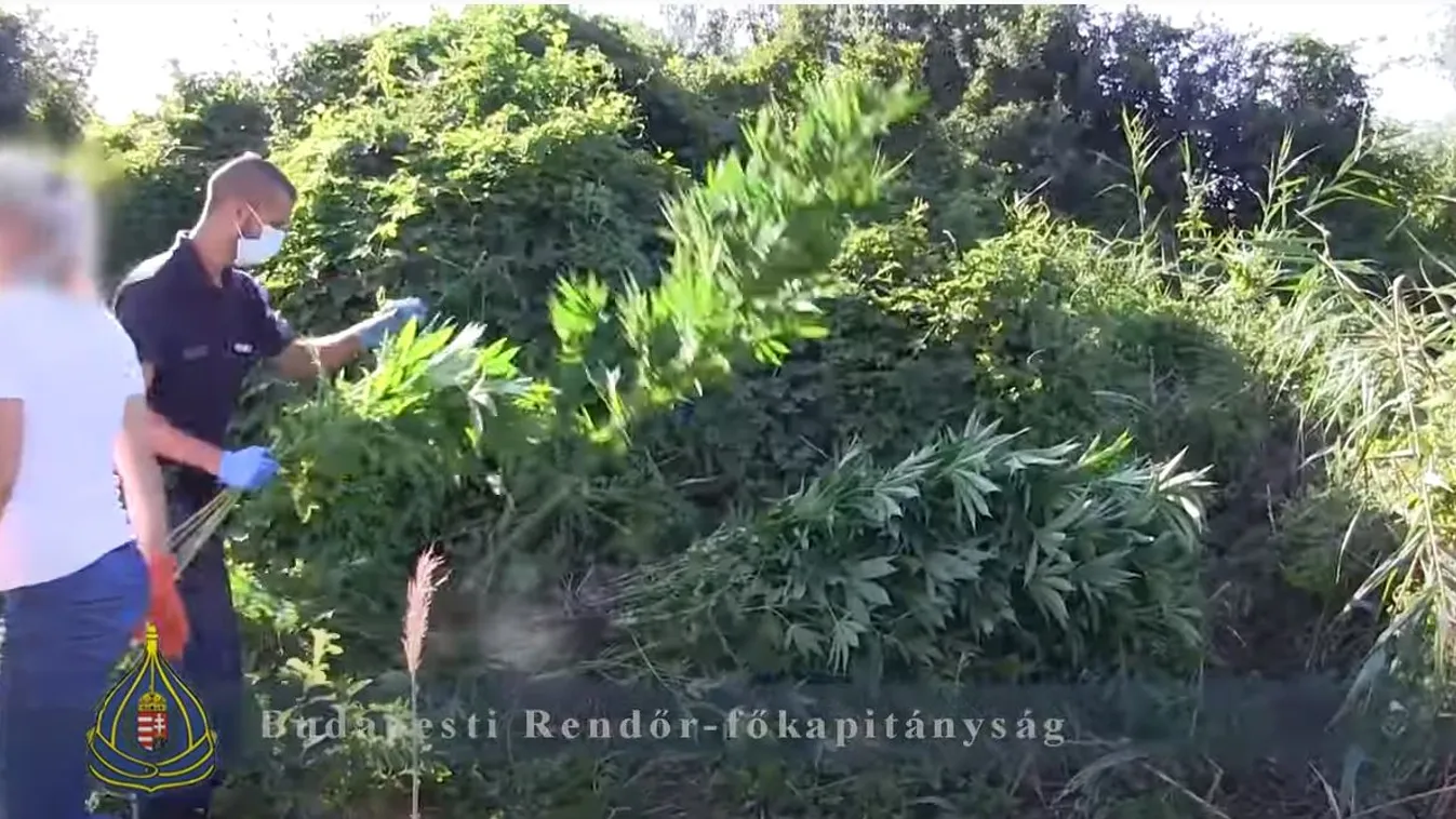 Természetvédelmi területen termesztette a marihuánát egy budapesti férfi – videó