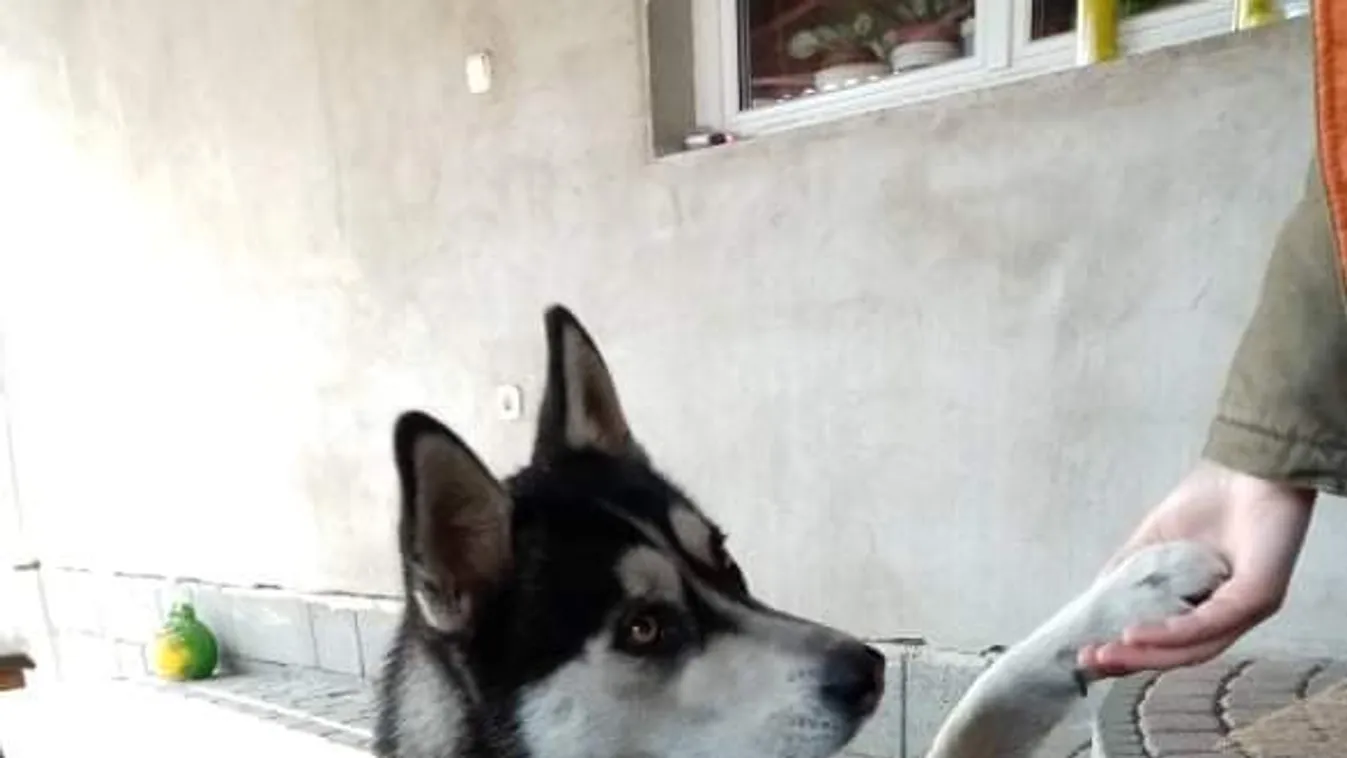 Sikolyok, vér: a szomszéd lőtte le, majd ásta el Dézit Ostoroson - fotók