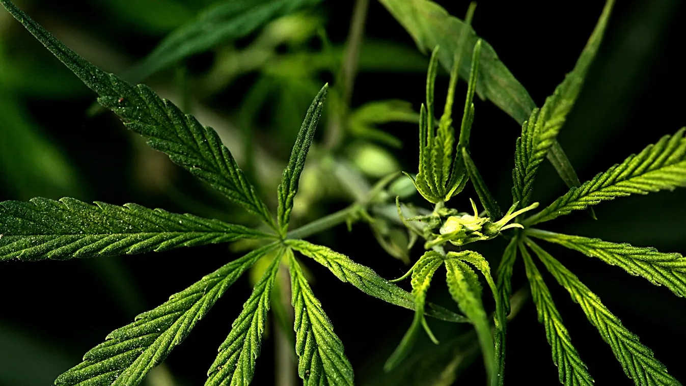 Megnyitott Magyarország első marihuána üzlete – videó