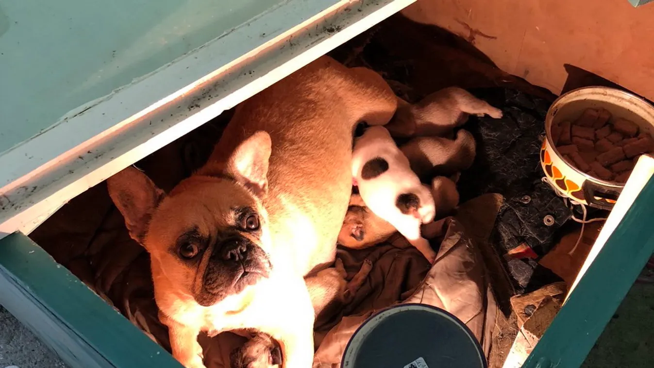 Autóval üldözte a gazdi a kutyatolvajokat