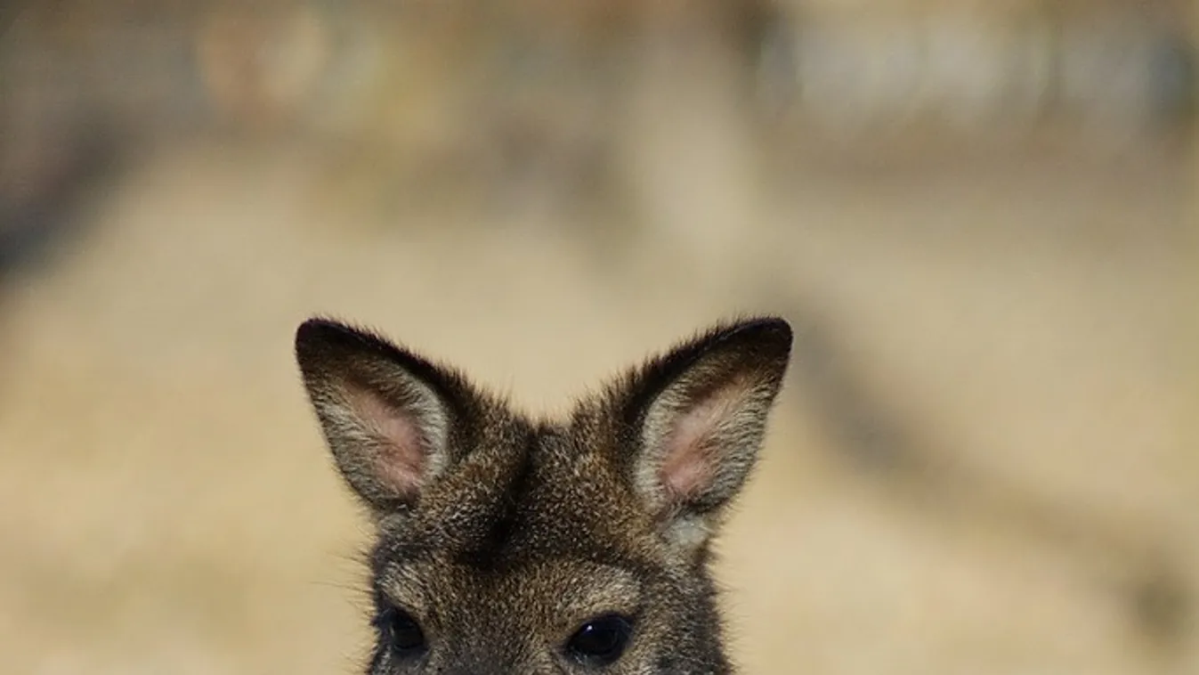 Kergetőzve kapták el a miskolci állatkert másik szökött kenguruját