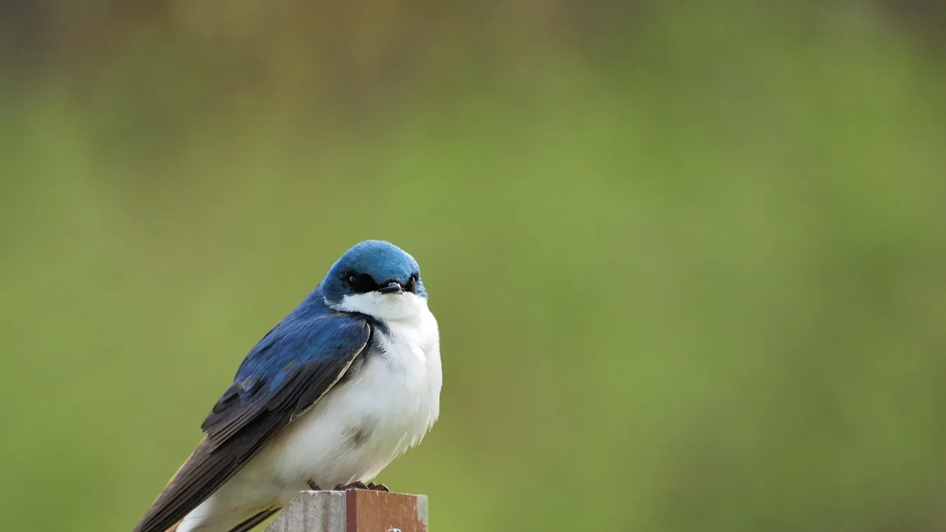Döbbenet: több száz fecske lepte el a miskolci egyetemet - fotók