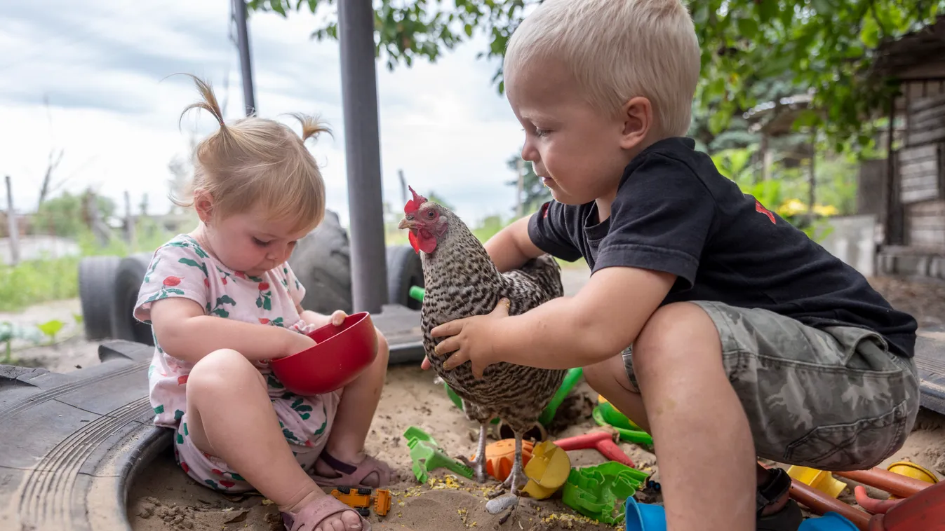 Így hintázik a soltvadkerti csirke - videó