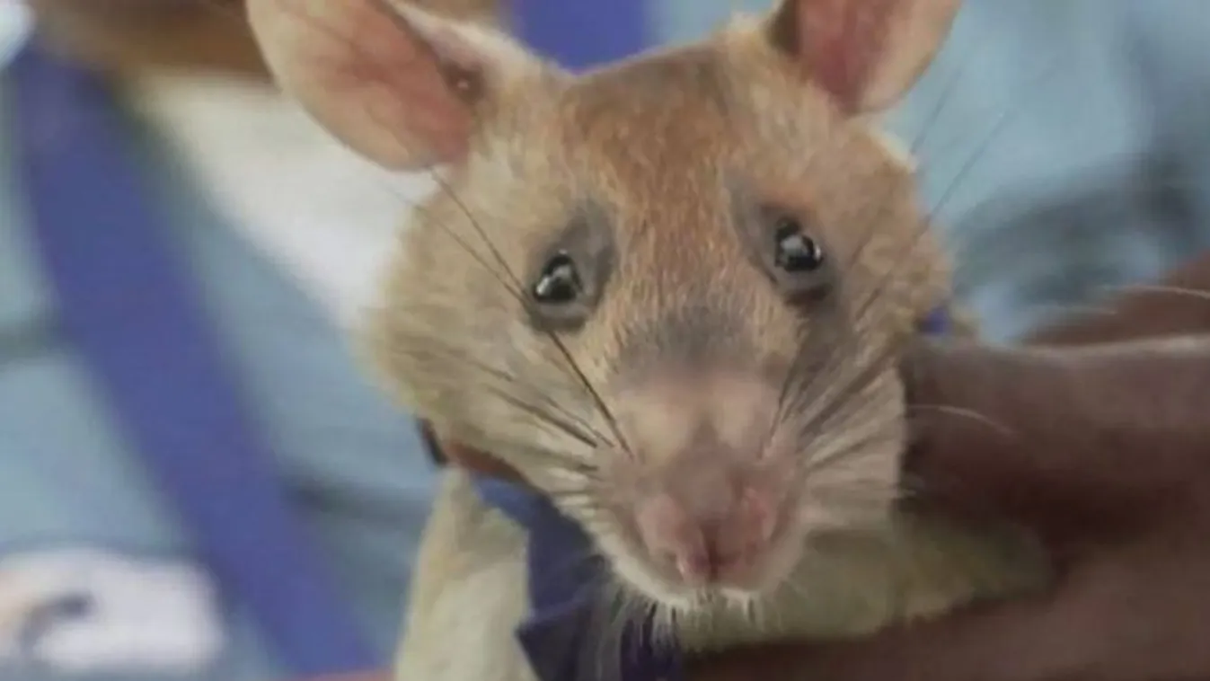 Nem hiszed el, mivel foglalkozik ez a patkány - még ki is tüntették érte!