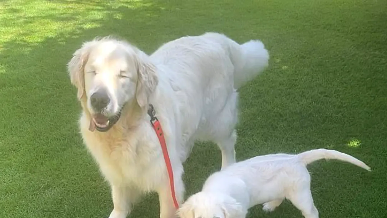 Szívszorító cukiság: vakvezető kutyát kapott a vak golden retriever!