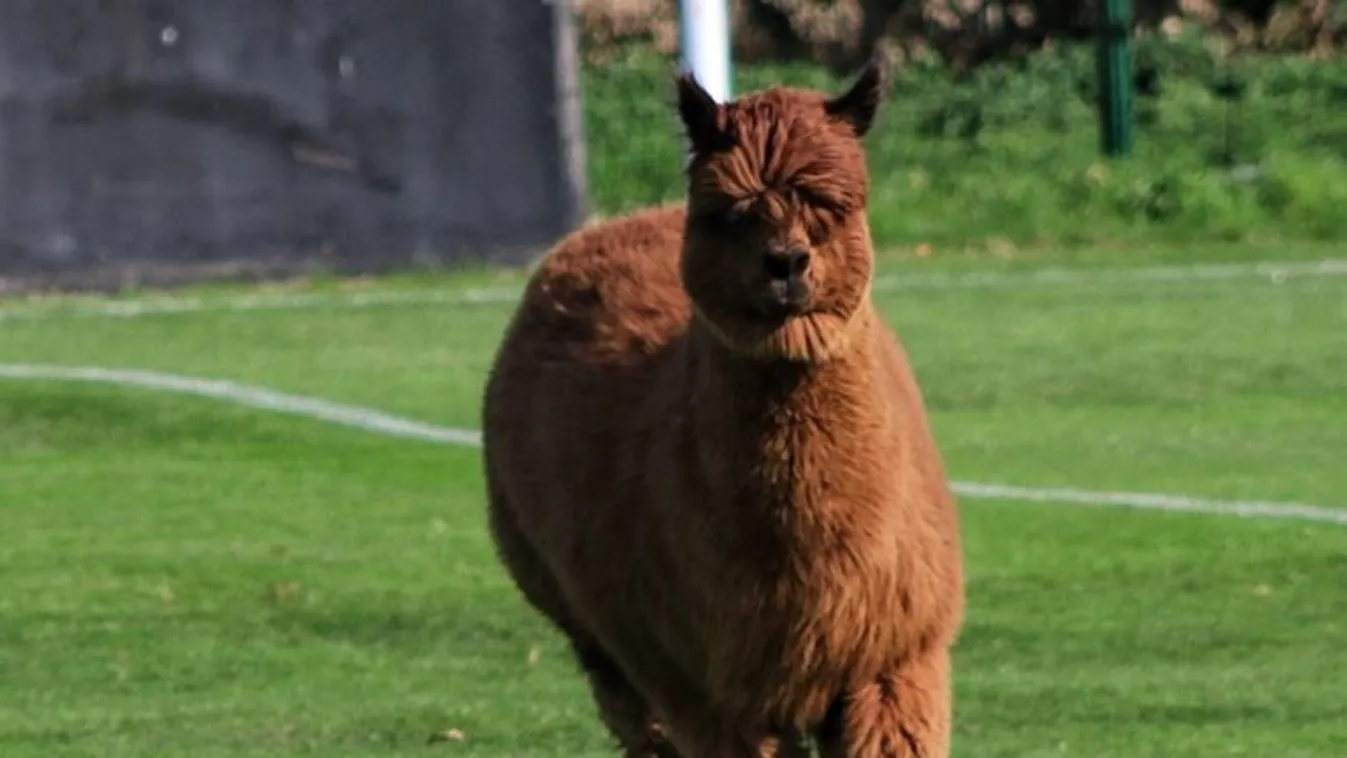 Oscar, az aranyos alpaka pályára szaladt egy focimeccsen - Videó