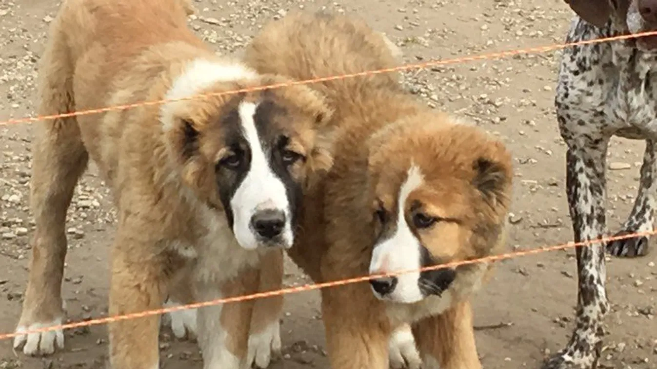 Lebontották a kerítését és ellopták a kutyáit