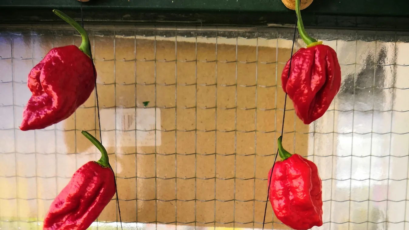 Gyilkos piros: szellemcsilitől vadul a Havanna lakótelep