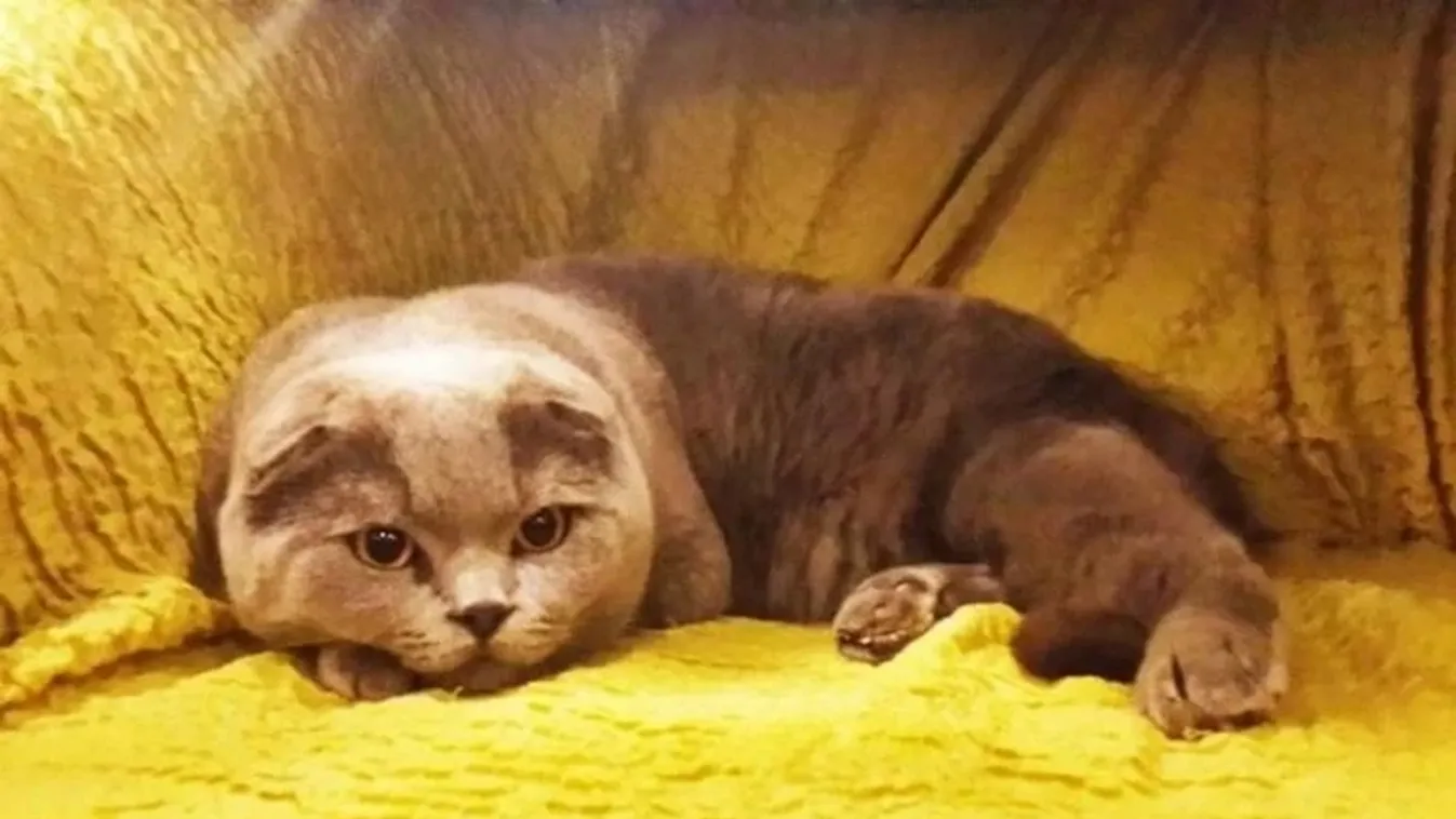 Ez az igazi agyrém! 38 millióért árulja macskáját a nő