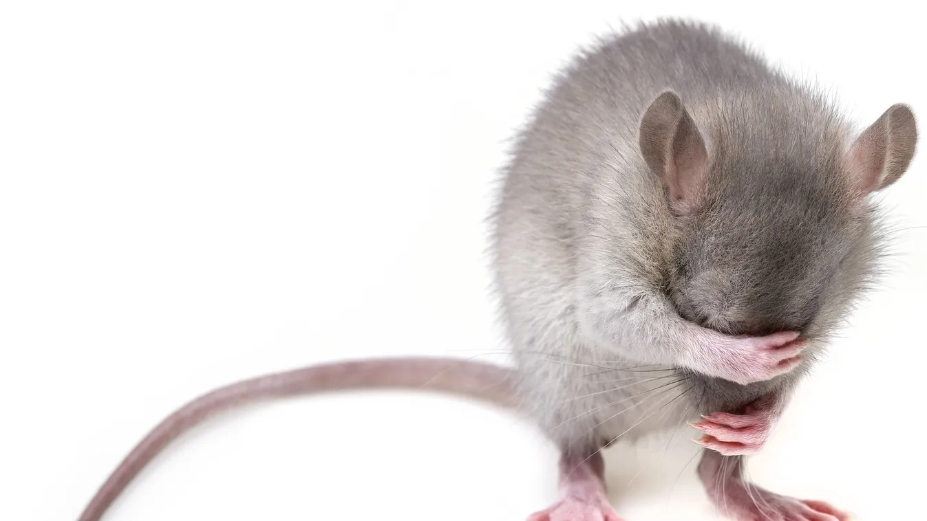 Patkány mászott a 108-as buszon egy utas nyakába