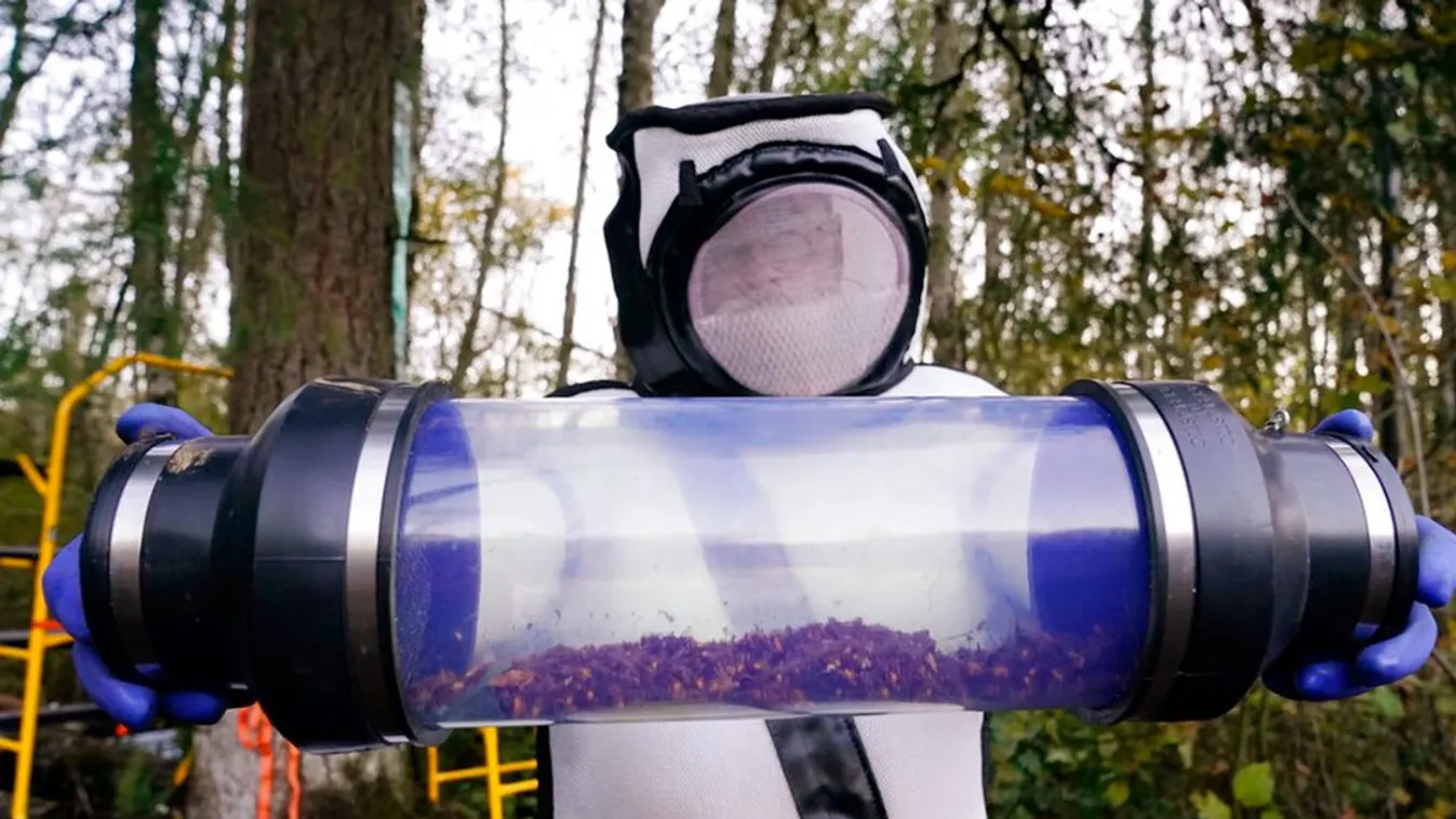 Kiszippantották a gyilkos lódarazsakat egy fából az Egyesült Államokban