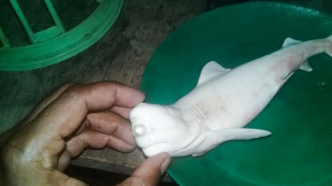 Felvágta a halász a döglött cápa hasát, szörnyű, mit talált benne - Fotó