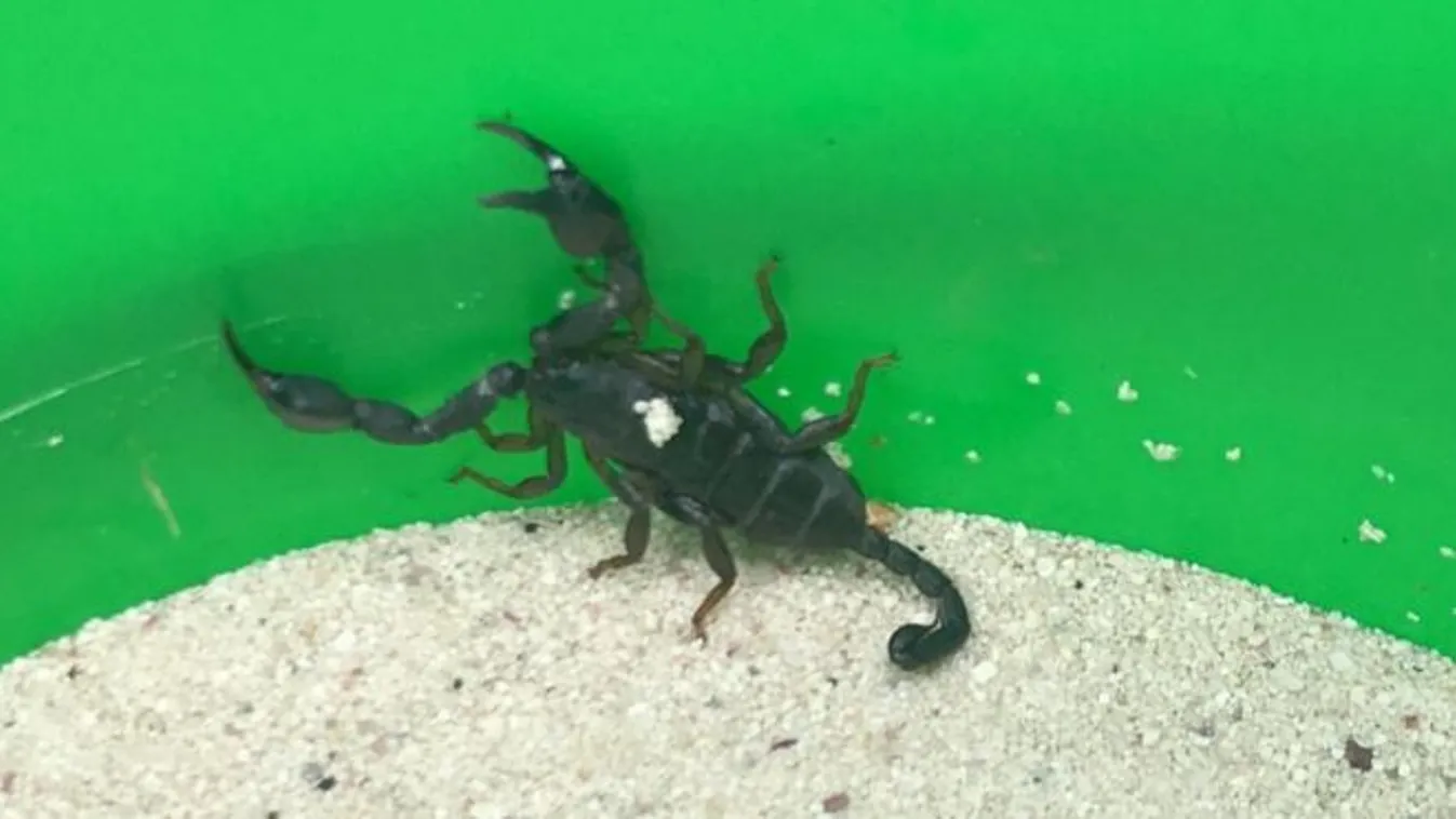 Nagy volt a rémület: magyar vizsla talált skorpiót a nappaliban - Fotó