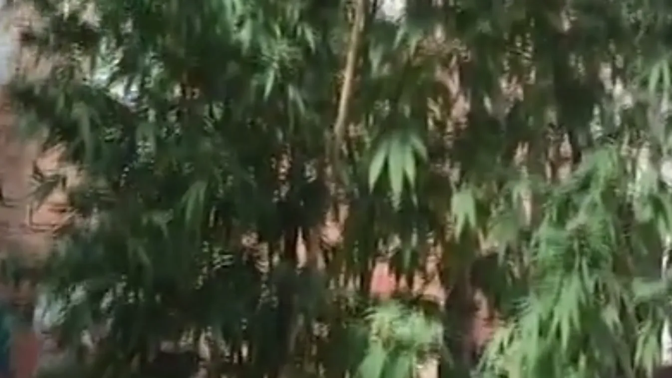 Sokkolta a rendőröket: óriási marihuána bokorra bukkantak egy hátsó kertben