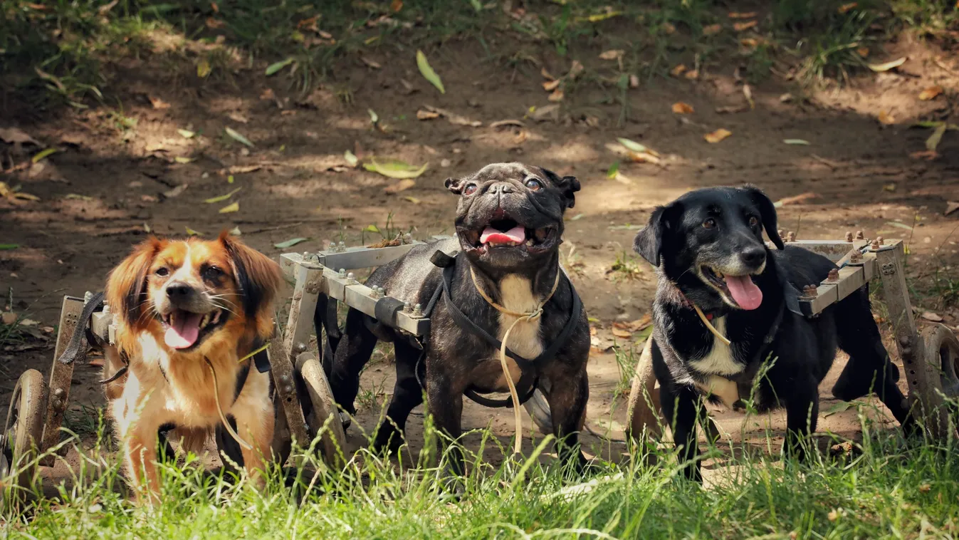 Tündériek: kerekesszékes kutyusok várják szerető gazdijukat - fotók