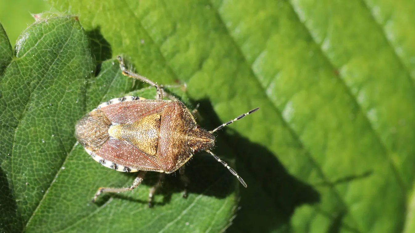 Szuperbiztos poloskacsapba 120 forintból, hálás lesz érte a feleség