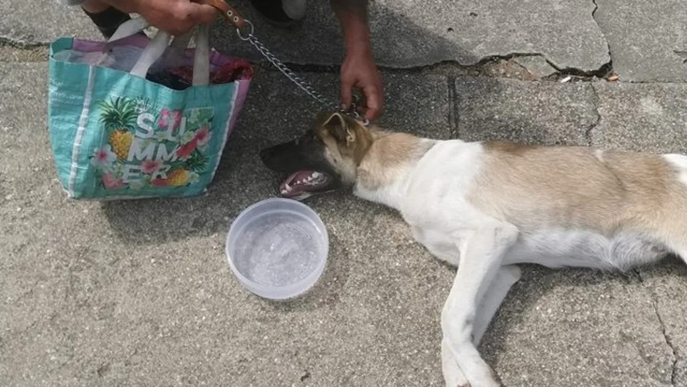 Brutális állatkínzás: fuldokló kutyáját láncra kötve fél kilométeren át húzta
