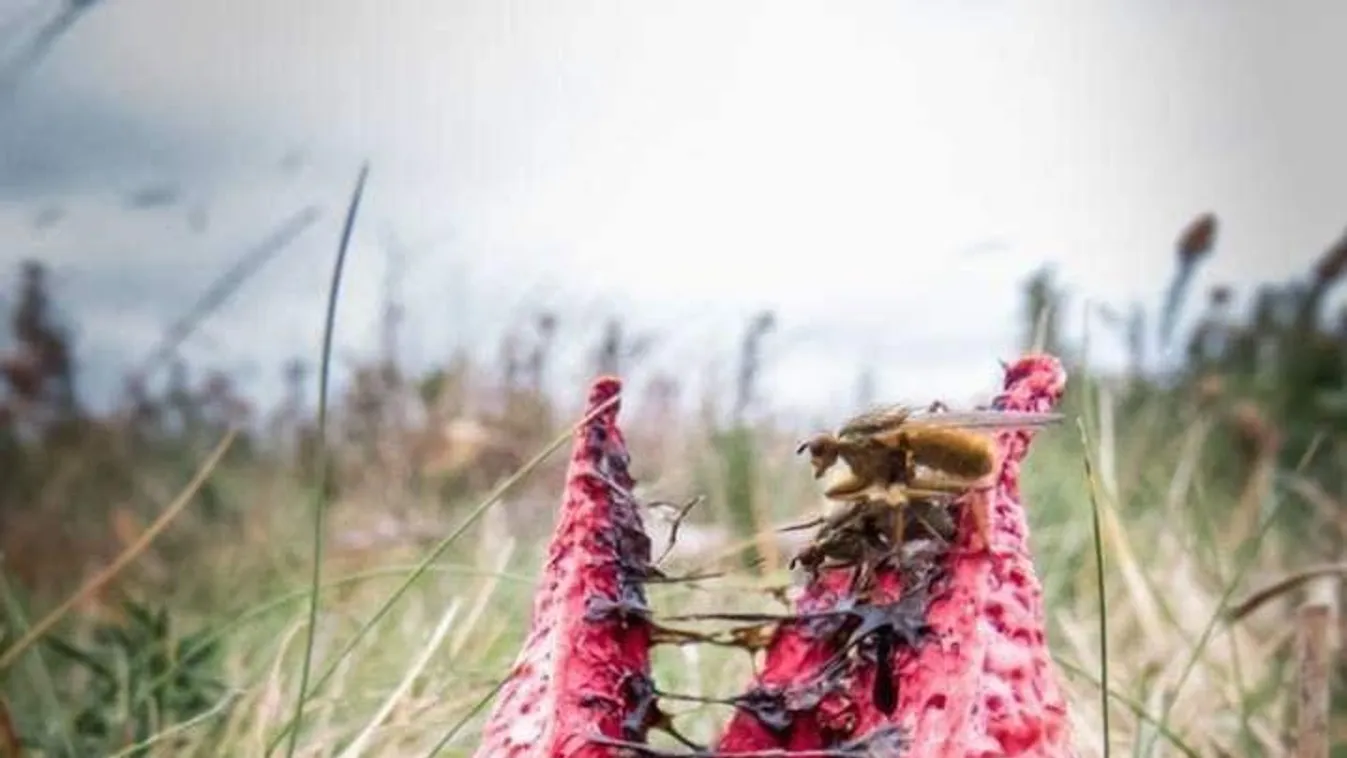 Sokkot kaptak az erdőben sétálók: hatalmas földönkívüli lény állta útjukat