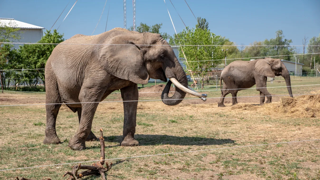 Megdöbbentő állítás: ez okozhatta a szadai szafaripark elefántjainak a halálát