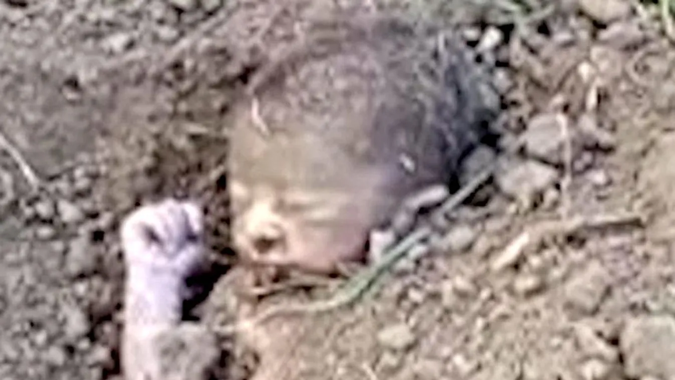 Horror: élve temették el az újszülött csecsemőt