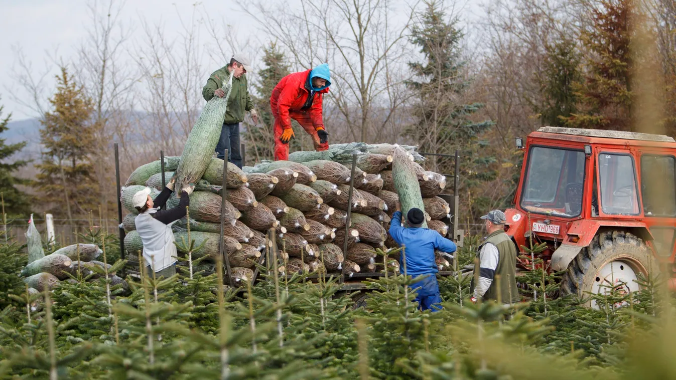 Drágább lesz a karácsonyfa a járvány miatt