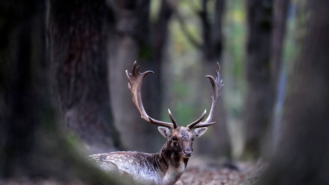 Elvette a szarvas a  vadásztól puskát
