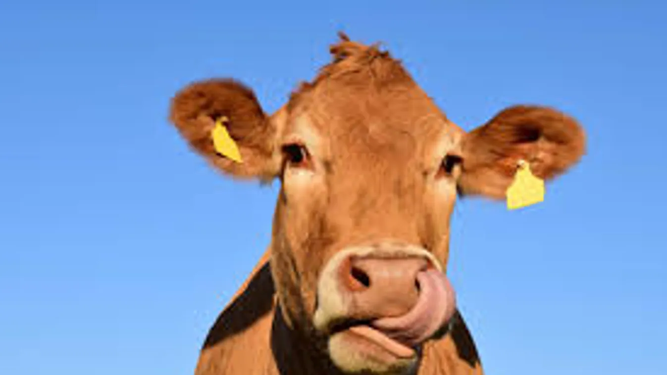 Sokkot kaptak a falusi gazdák, miután meglátták, milyen szörnyet ellett a tehén