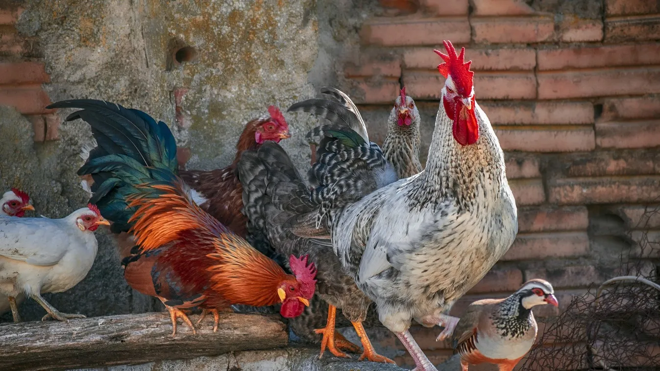 Azonnali hatállyal elrendelték a baromfik kötelező zártan tartását Magyarországon