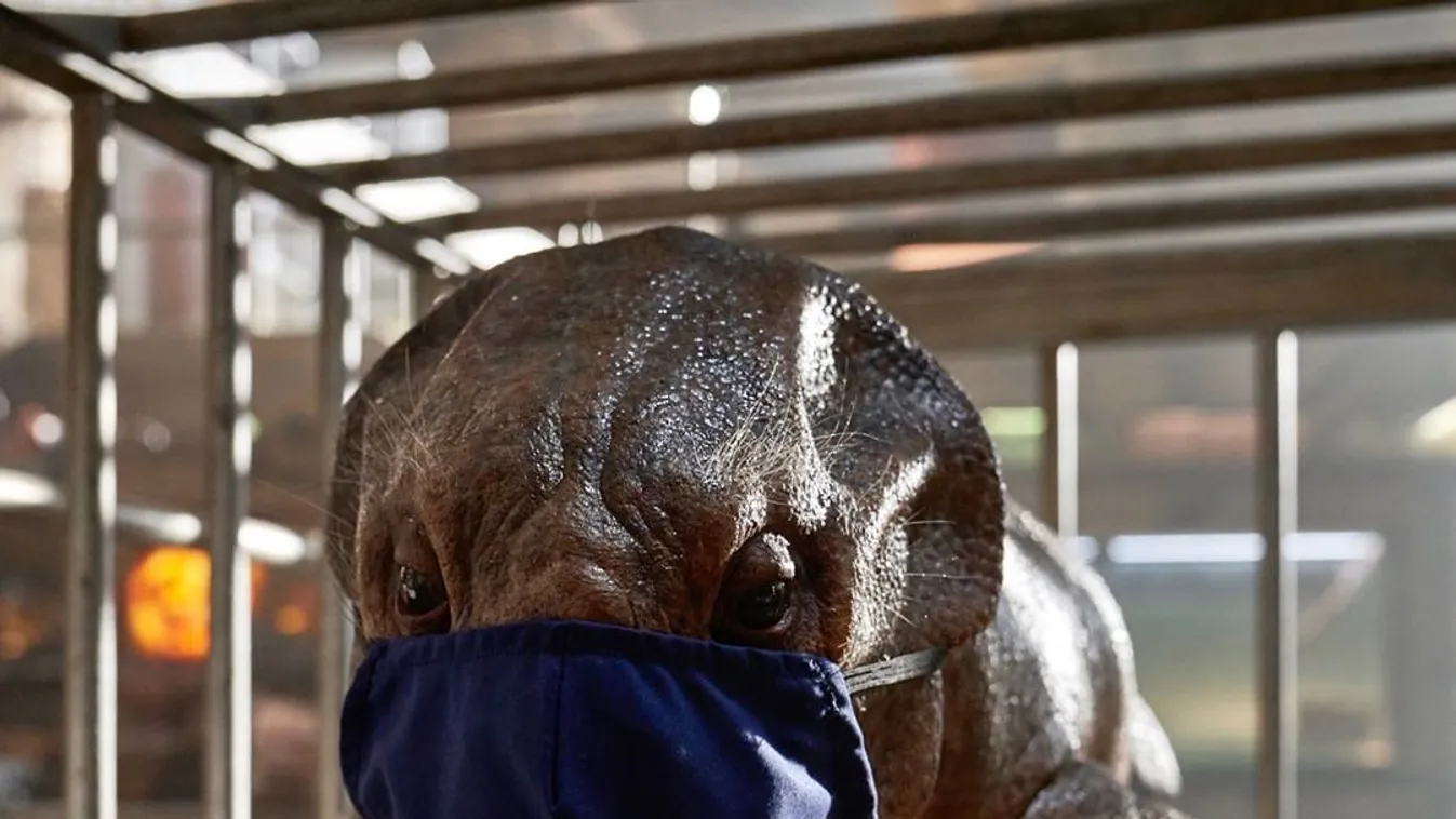 40 ezer Covid-tesztet csináltak a Jurassic World forgatásán