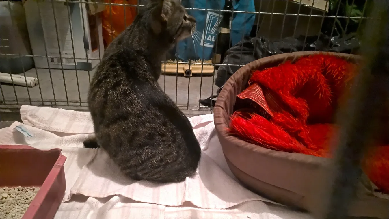 Saját macskája tört egy budapesti nő életére, az asszonyt kórházba kellett szállítani