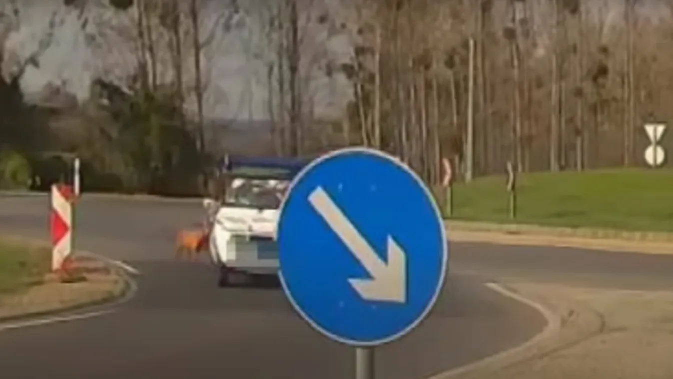 Drámai: mozgó autóból kiesett a vizsla, pórázon vonszolták tovább – Videó