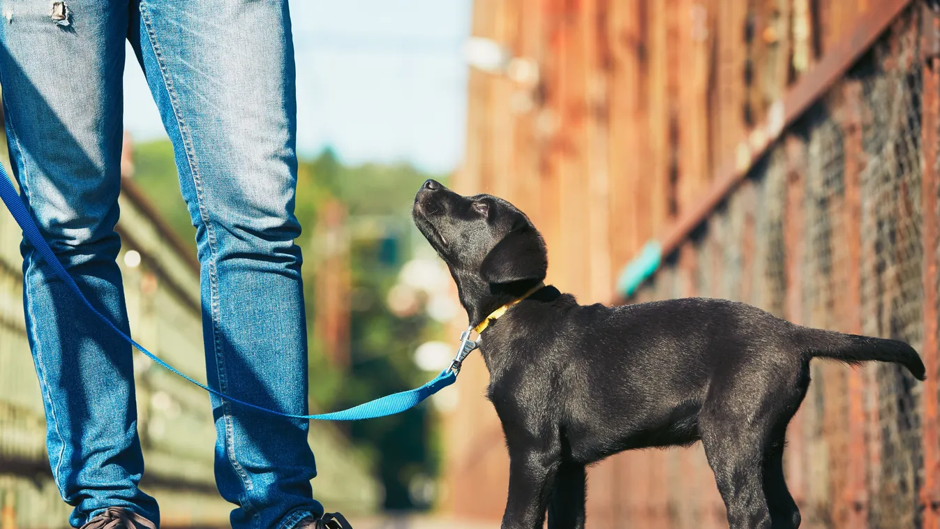 Friss tanulmány: A kutyát tartók 78 százalékkal nagyobb eséllyel kapják el a koronavírust