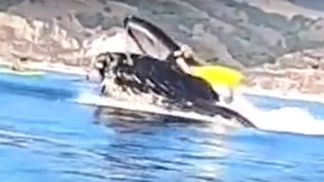 Megrázó: Egészben nyelte el a kajakosokat a bálna - Videó