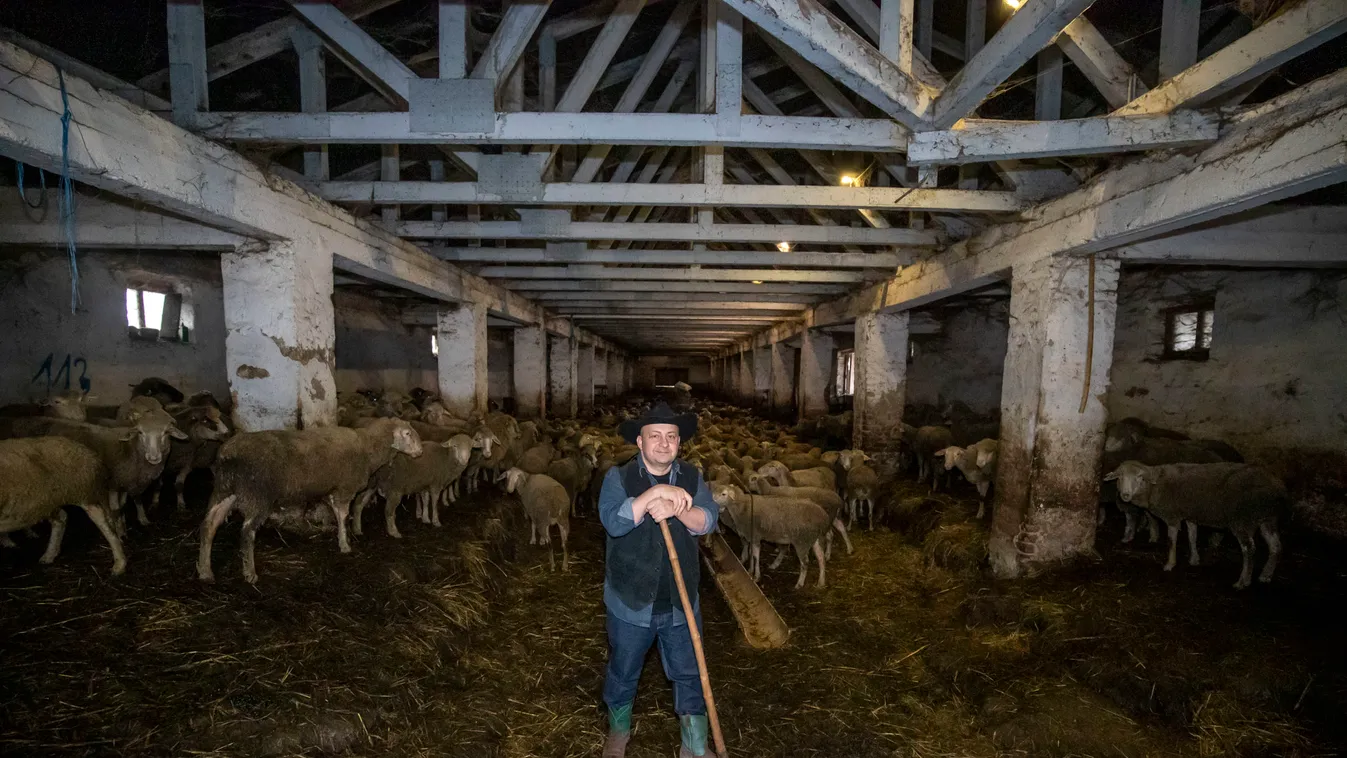 Karácsonyi kegyelem: Gáspár Zsolti két birka életét menti meg