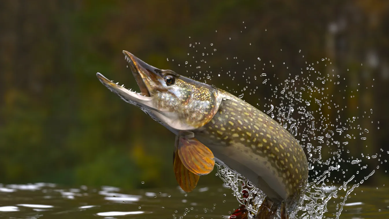 Még a horgász is megijedt, akkora csukát fogott karácsonykor