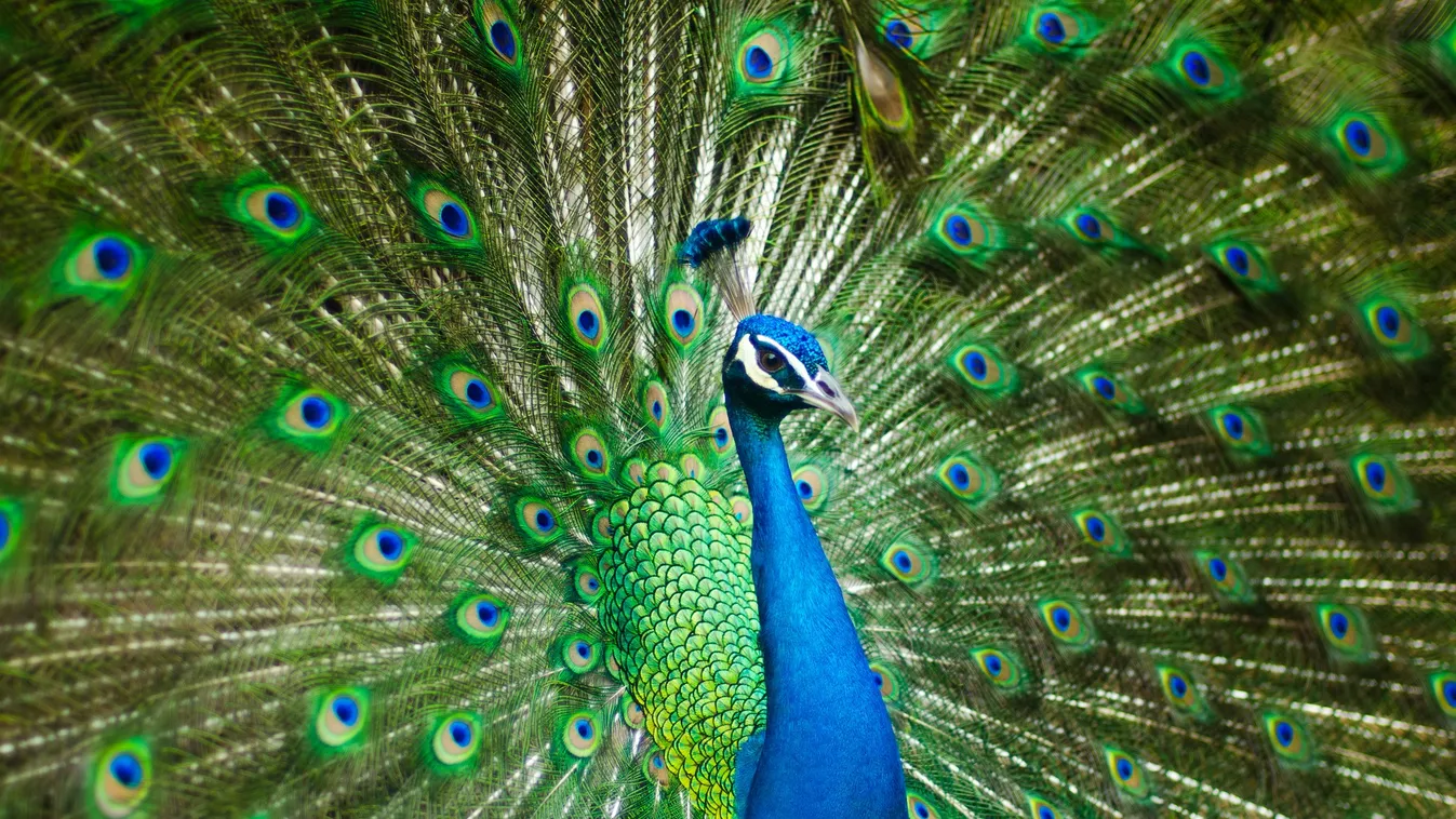 Elítélték a kiskörei közmunkást, aki megfőzte Boriszt, a pávát