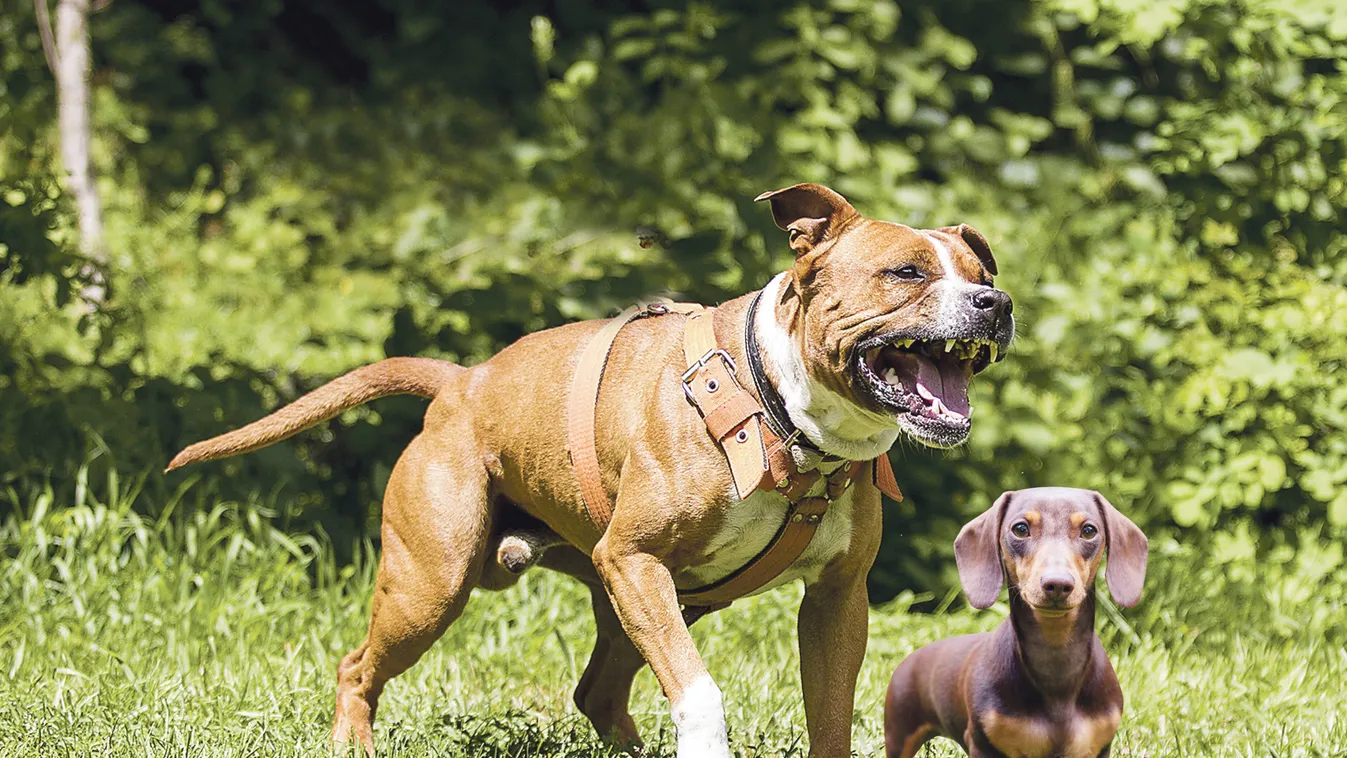 Sokkos állapotban vitték el a tárnooki kutyatámadás a áldozatát