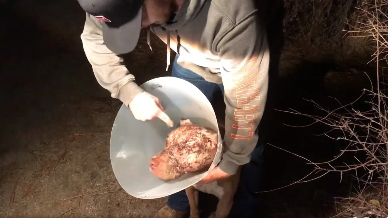 „Olyan, mintha a gyerekem lenne” - szembeszállt a medvével, hogy megmentse a kutyáját – videó