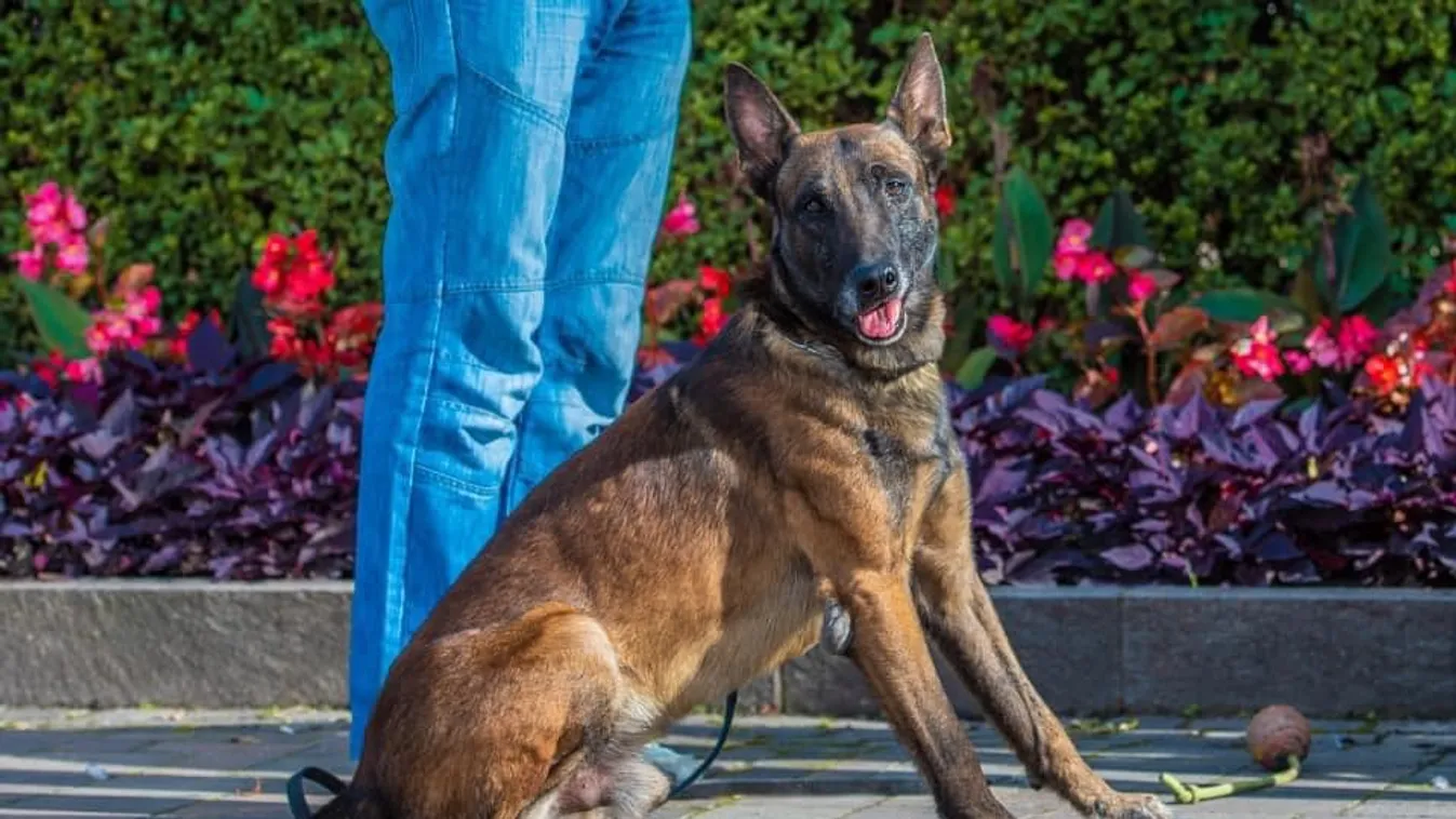 Szomorú hír érkezett: meghalt Grincs, a rendőrkutya