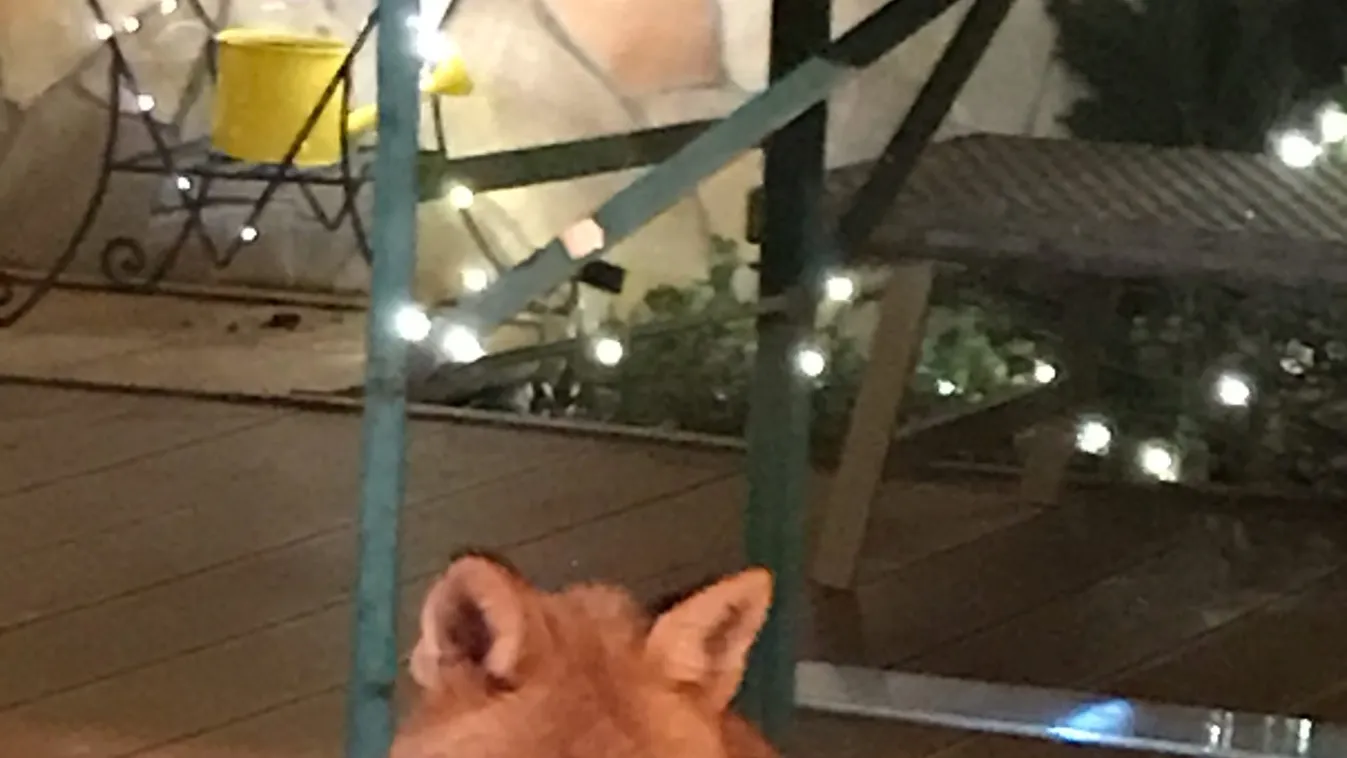 Amputálni kellett a háznál vendégeskedő róka lábát