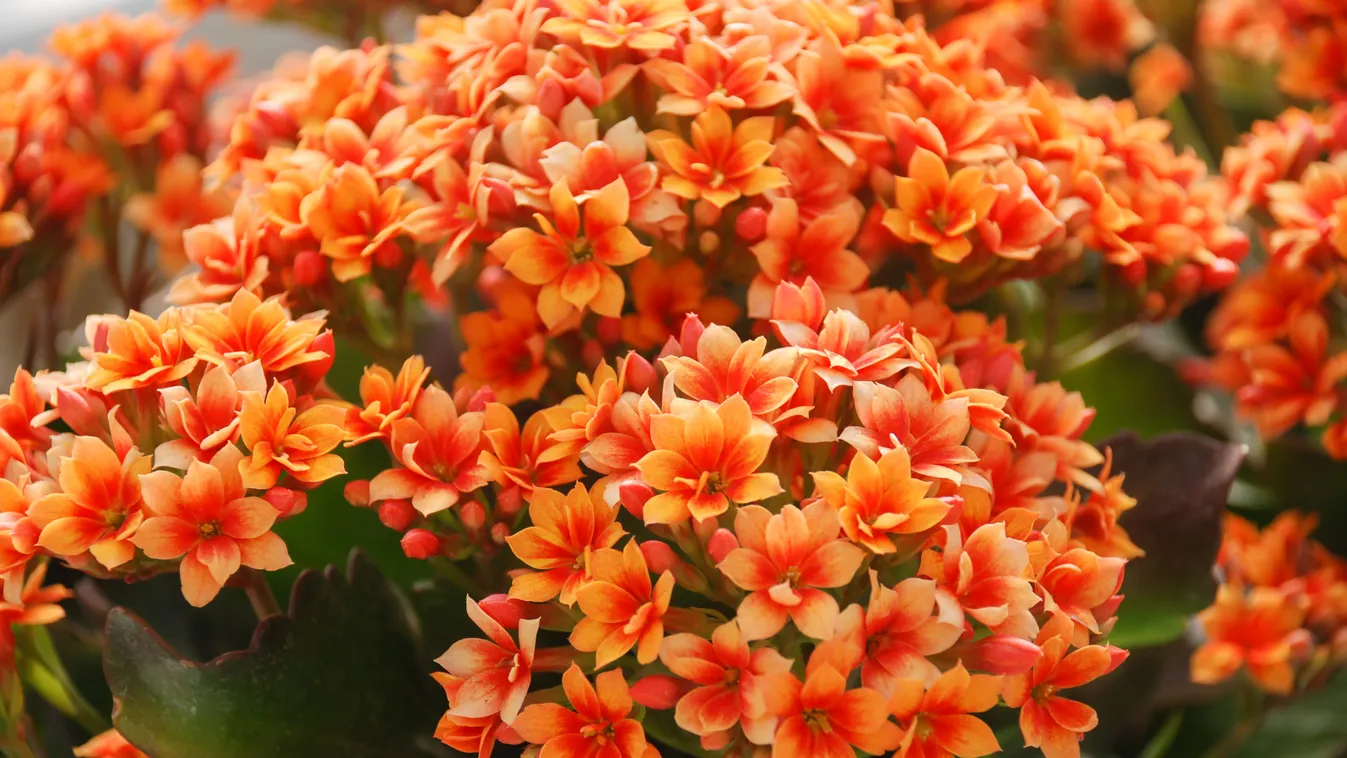 Téli szezon kedvenc szobanövénye, virágba borul tőle az otthonod