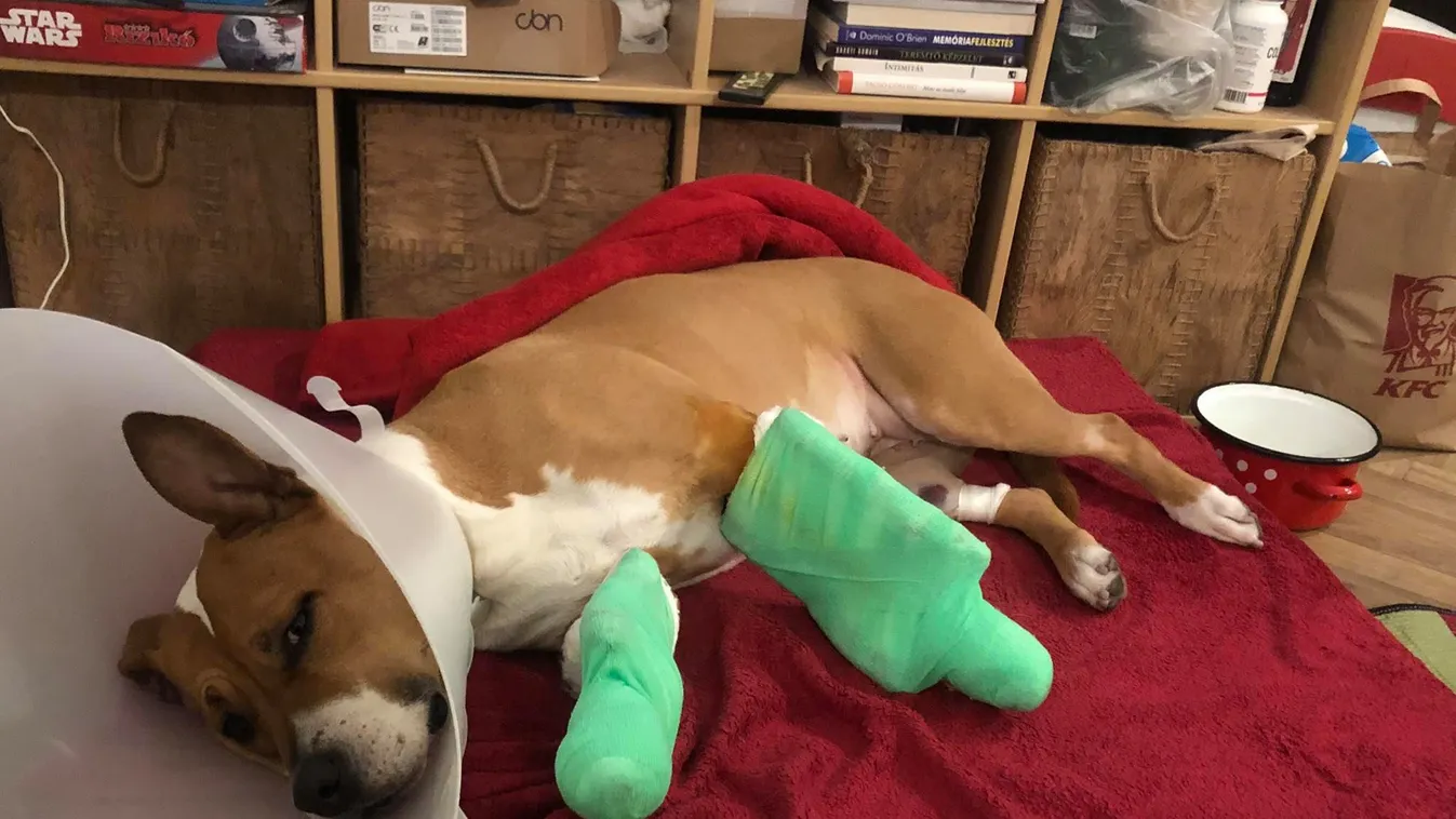 „Kitört 2 foga, felszakadt a szája, ínye" - 10 métert zuhant egyenesen a betonparkolóba Gergely kutyája