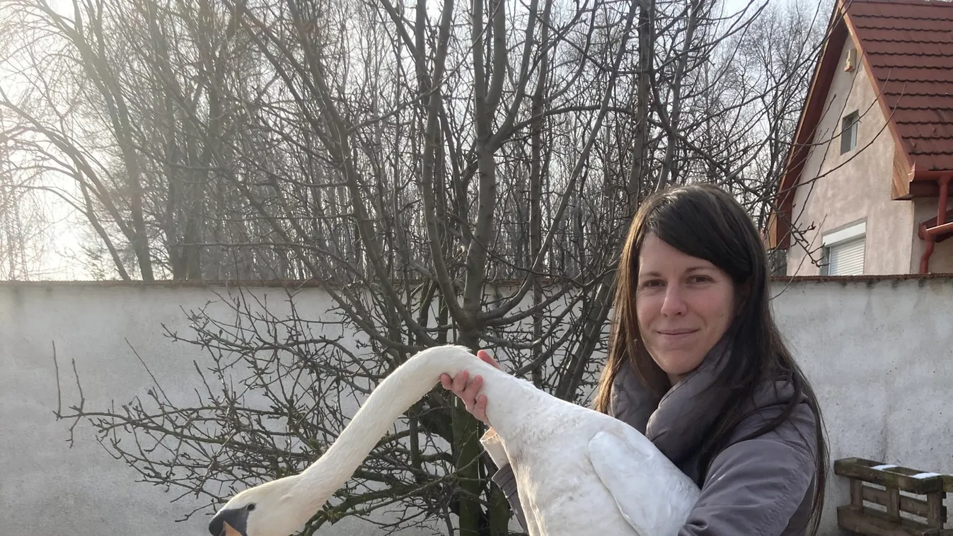 Az ökörszemtől a hattyúkig minden madarat megment Klára