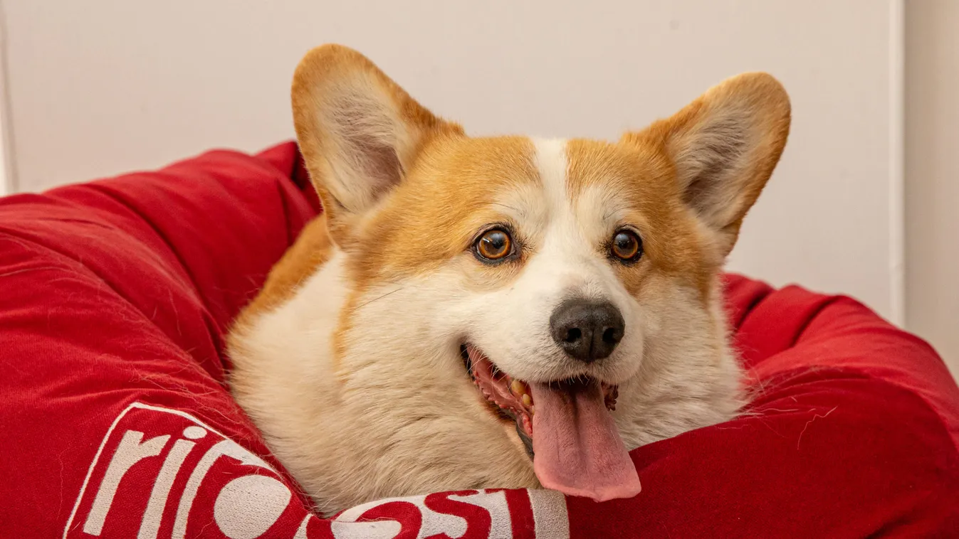 Magyarországon él II. Erzsébet kutyájának leszármazottja - Fotók