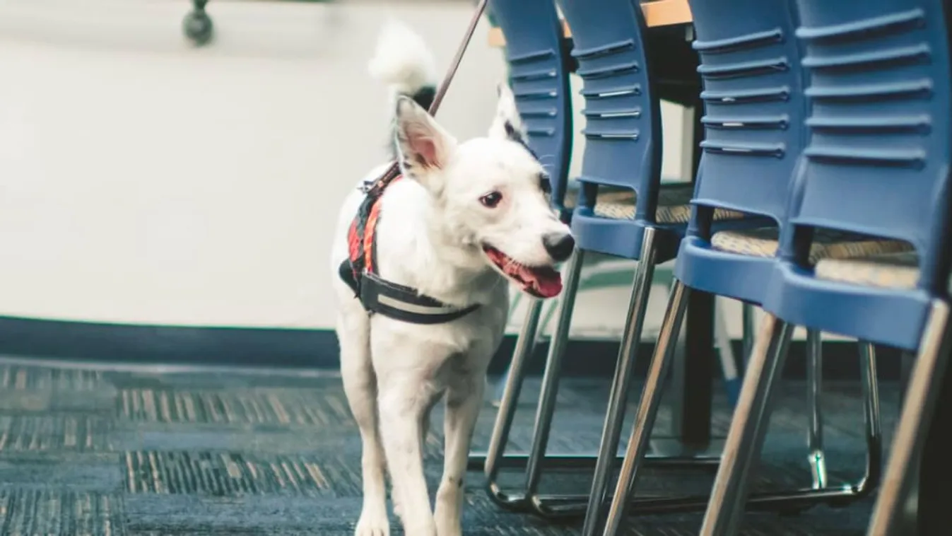 Kutyák szimatolják ki a koronavírusos szurkolókat