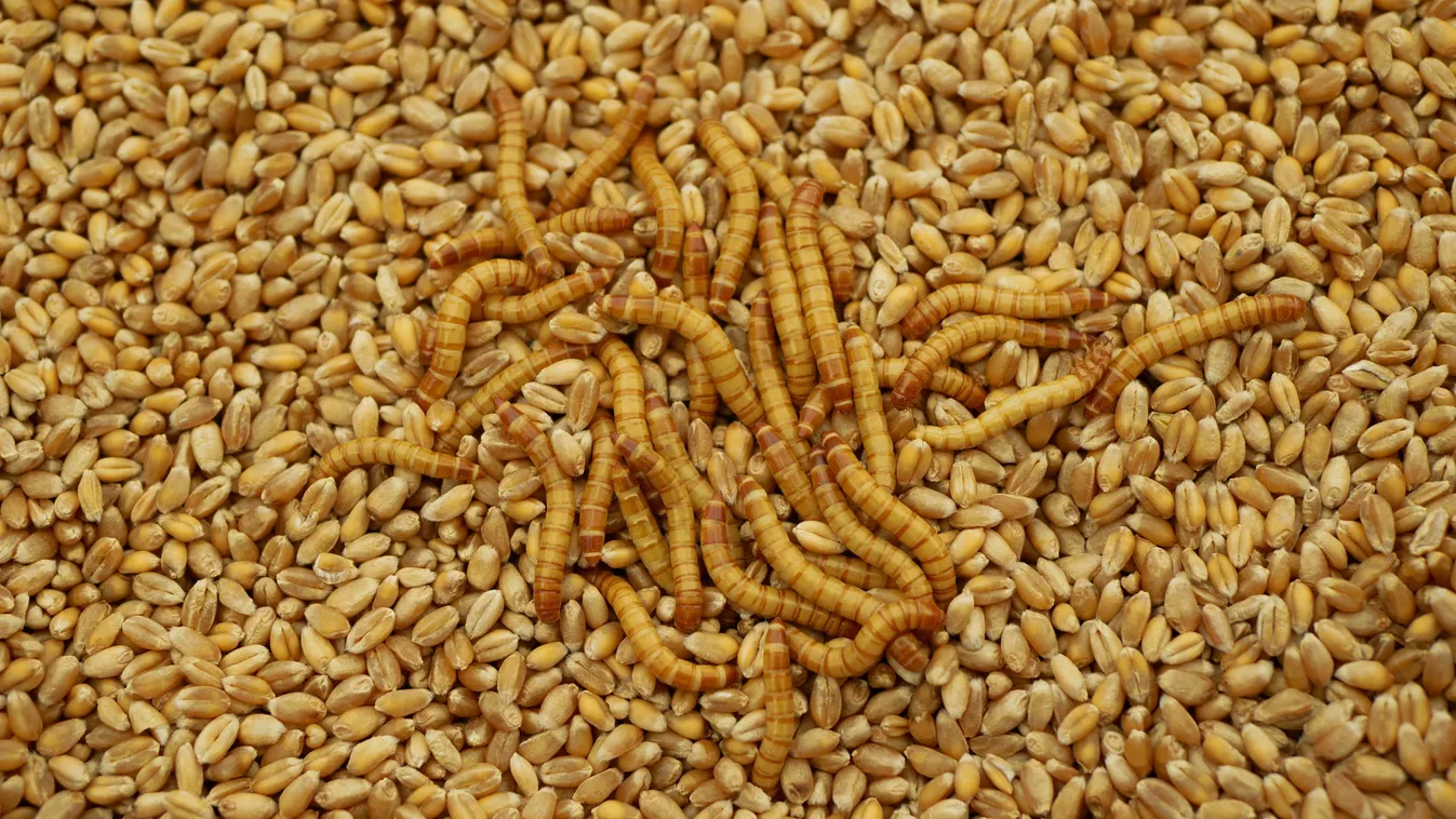 Hivatalos: ehető a lisztbogár lárvája