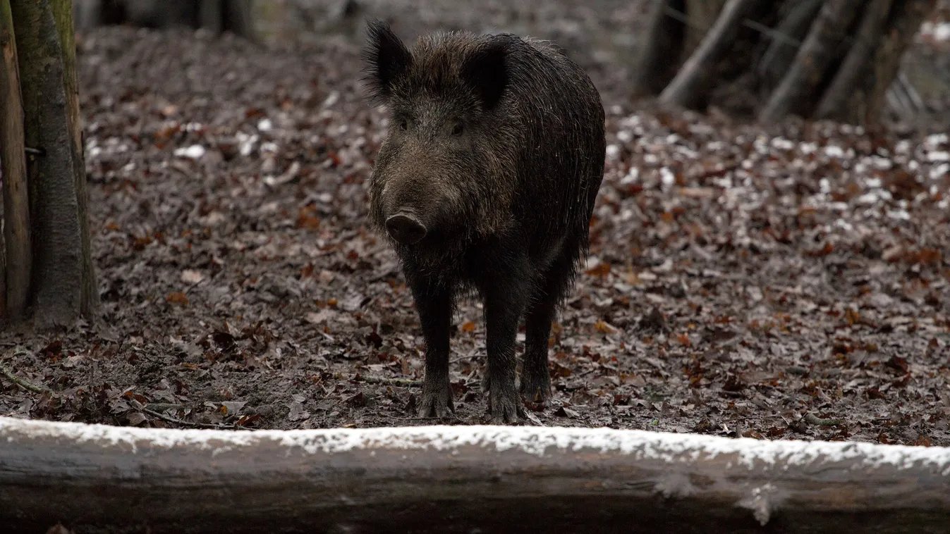 Életre-halálra küzdött a nő a vadkannal, elképesztő videó